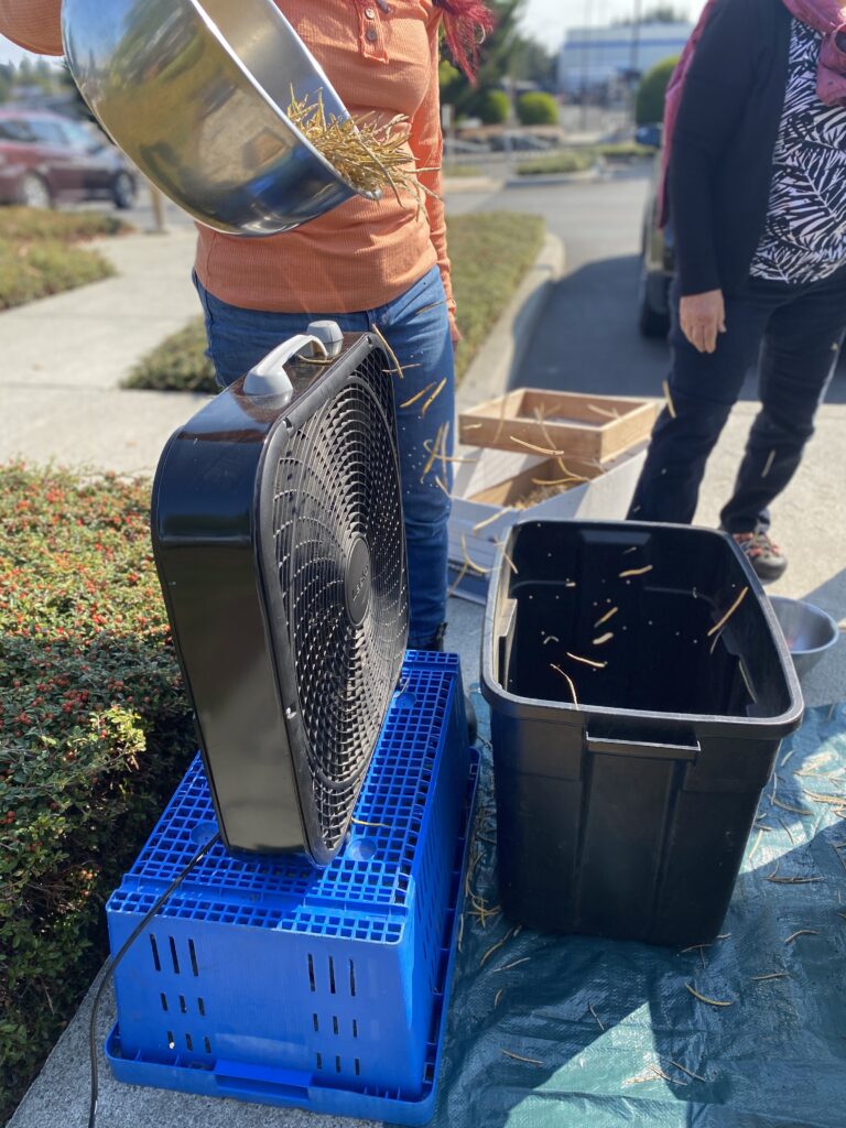 Susana pours the seeds and chaff from the pods in front of a box fan; the heavy seeds fall into a bin and the light pods fly away, separating the two 
