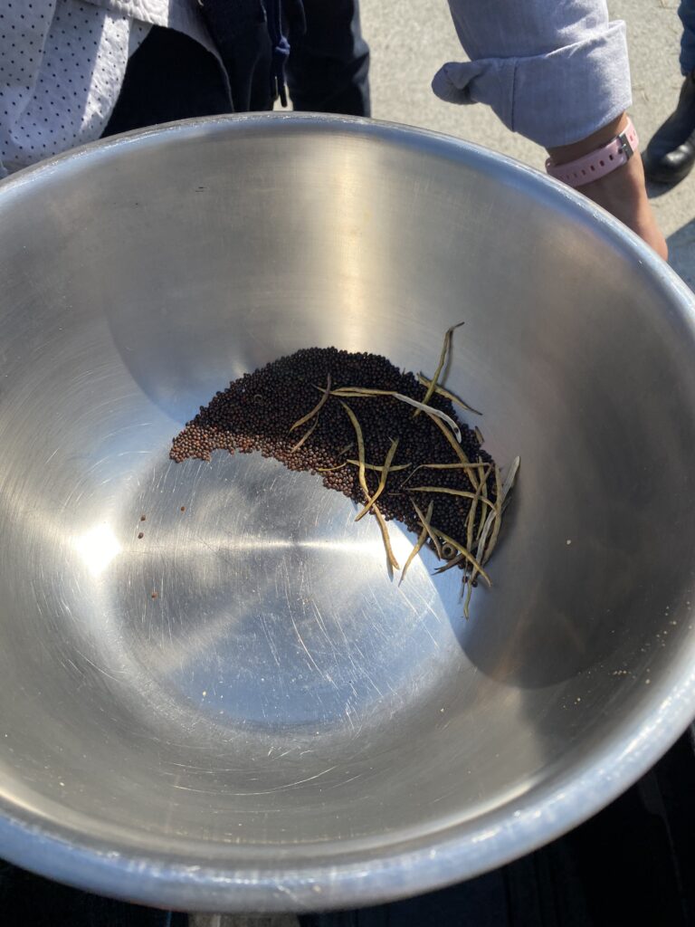 A silver bowl holds the seeds, red-black in color, with only a little bit of chaff left. 