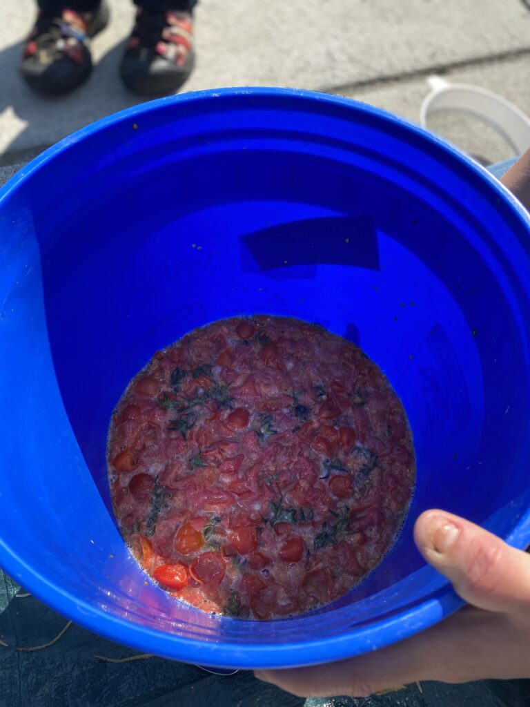 A blue bucket full of crushed, fermented cherry tomatoes. 