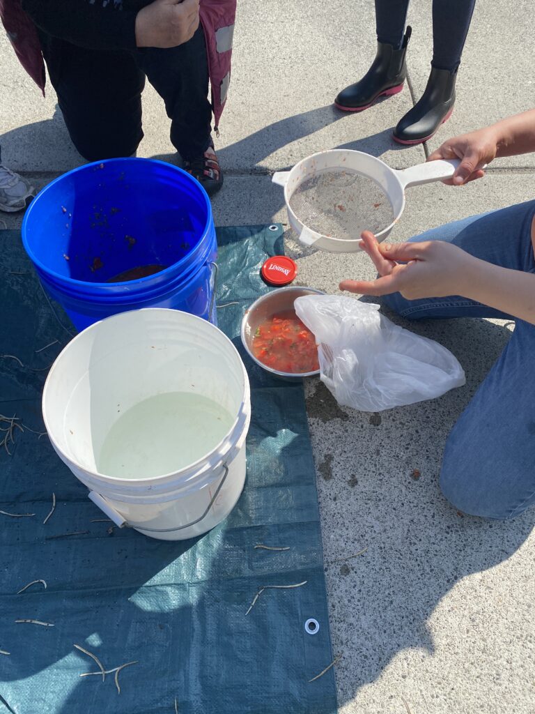 The same blue bucket sits next to a clean bucket of water, a strainer with washed seeds and a bowl of discarded tomato detritus. 