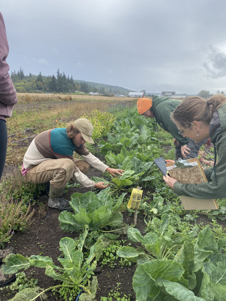 Farmers in field inspecting plants.