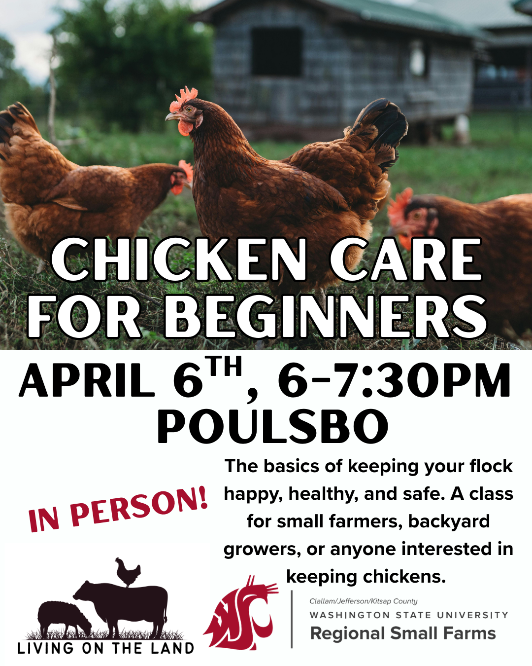 Red chickens in green grass with little wood shed in the background