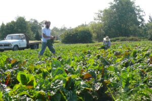 farmers in a field of greens harvesting
