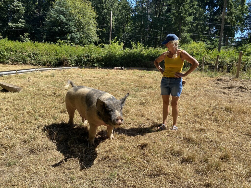 A woman in shorts and a yellow shirt stands next to a pink and black pig in a field surrounded by fencing
