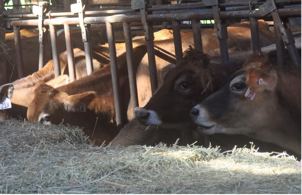 A row of brown cows with yellow ear tags stick their heads through a metal feeder and eat hay.