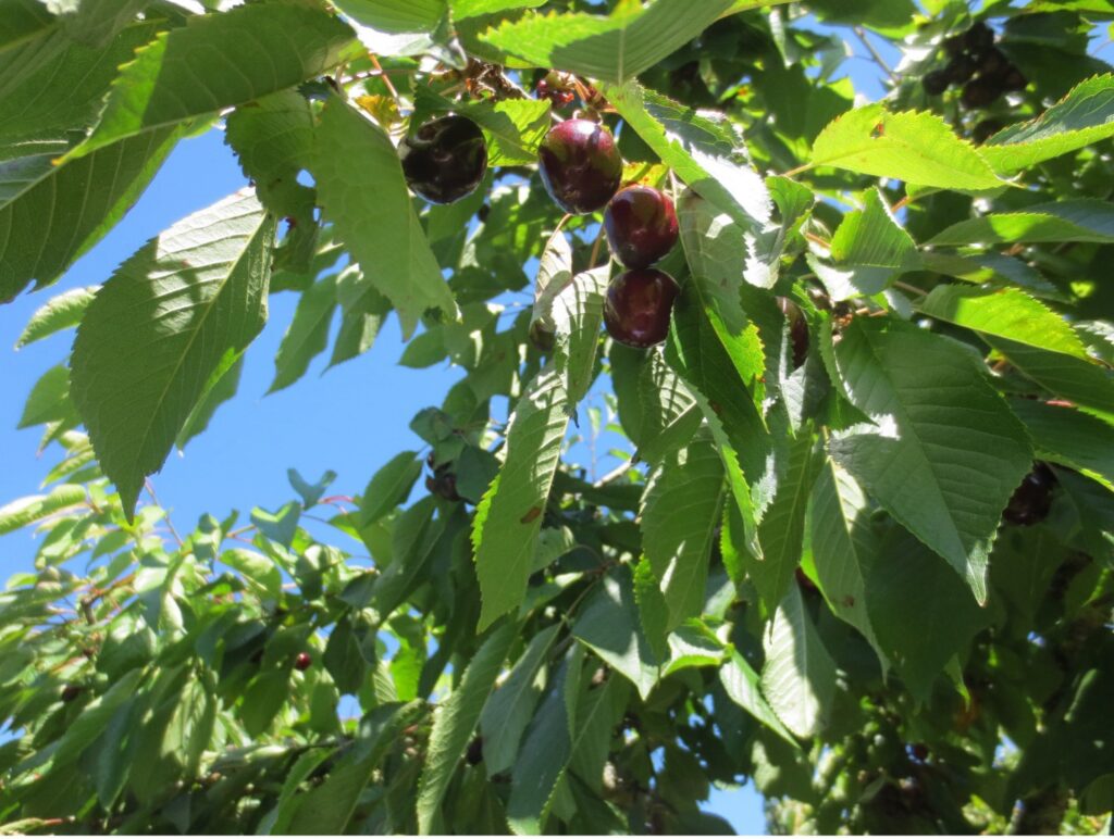 A row of ripe red plums hangs from the branches of a leafy plum tree, blue sky in the background.