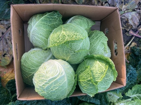 A cardboard box filled with freshly harvest savoy cabbage sits in a field of dirt.