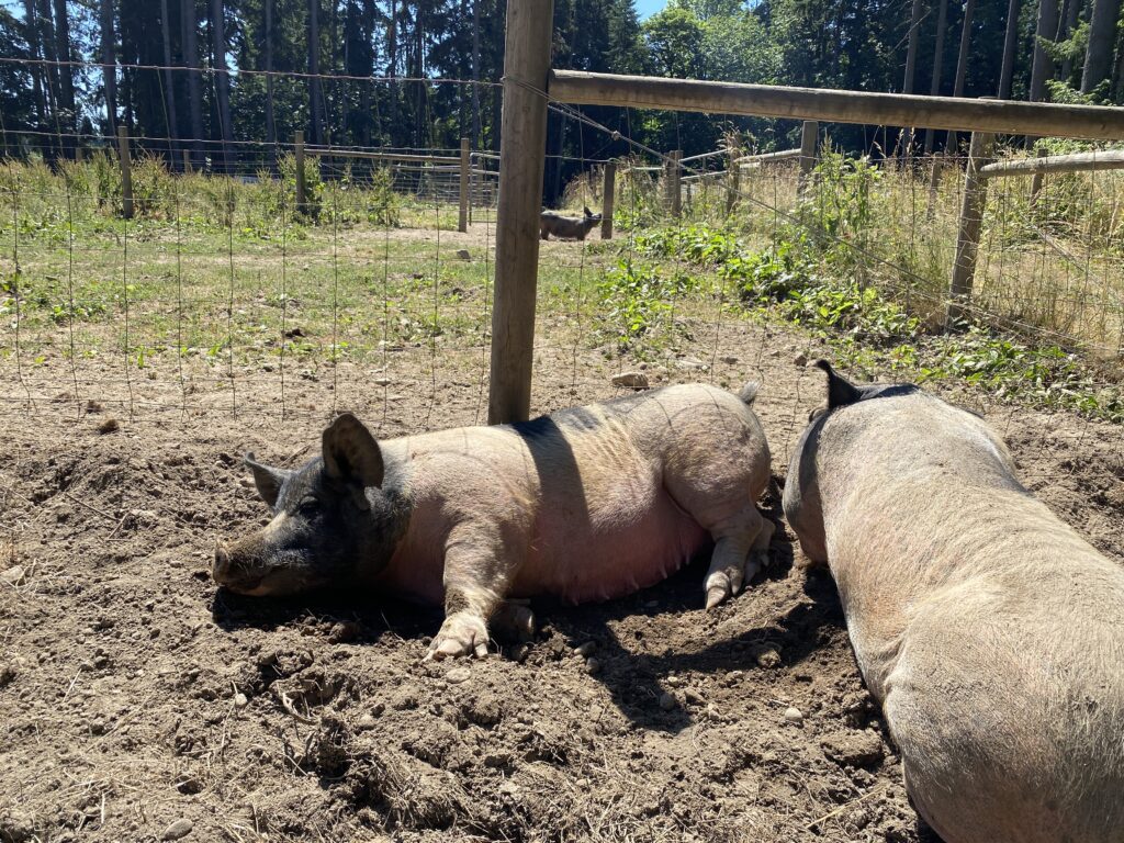 Two pigs wallow in the dirt