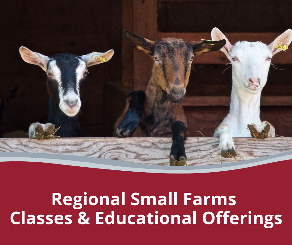 Three goats in barn "Regional Small Farms Classes & Educational Offerings."