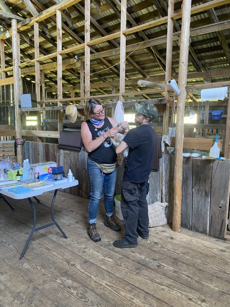 Roni demonstrates hoof trimming on a goat kid. 