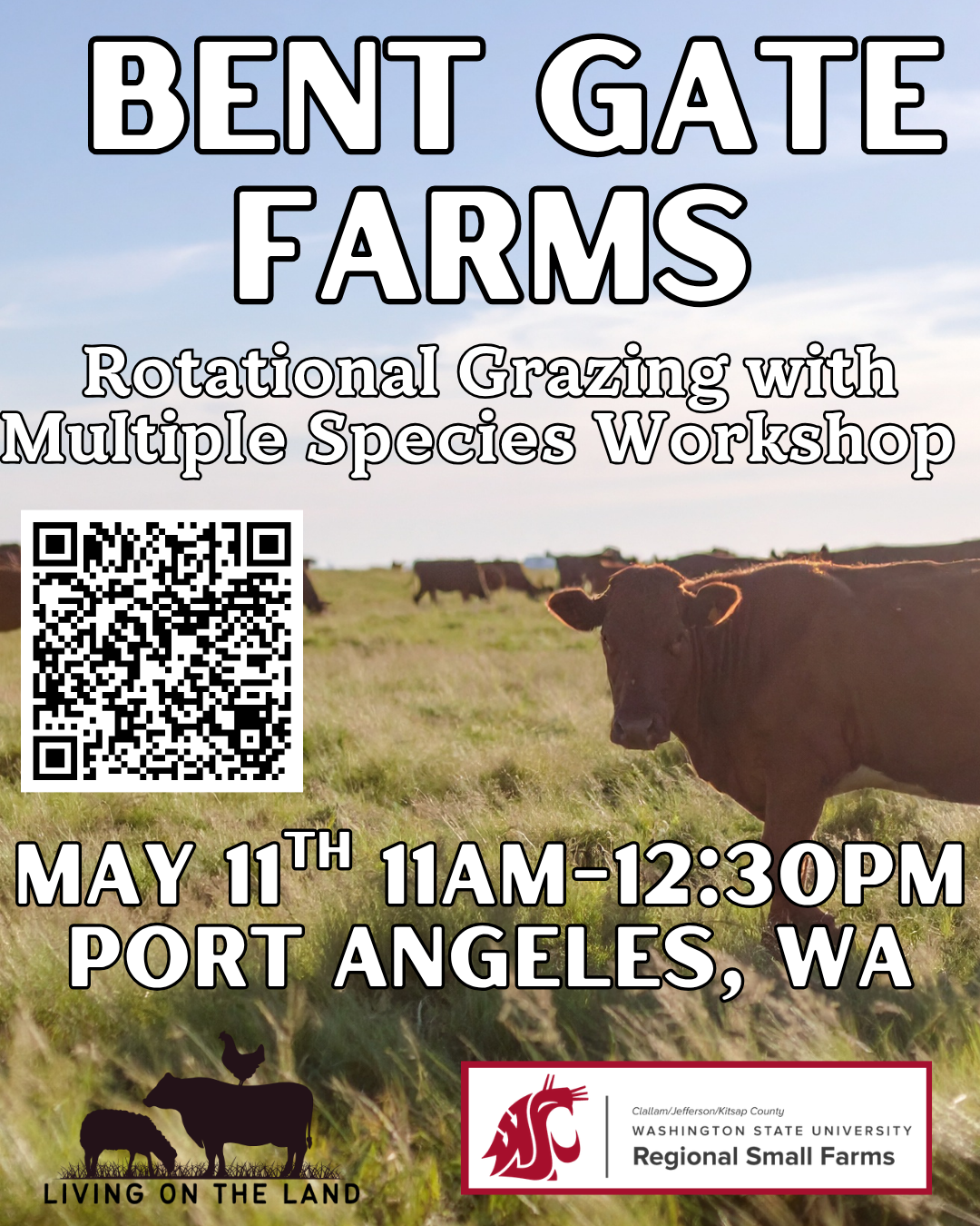 Multiple cows stand in green pasture with blue partly cloudy skies above