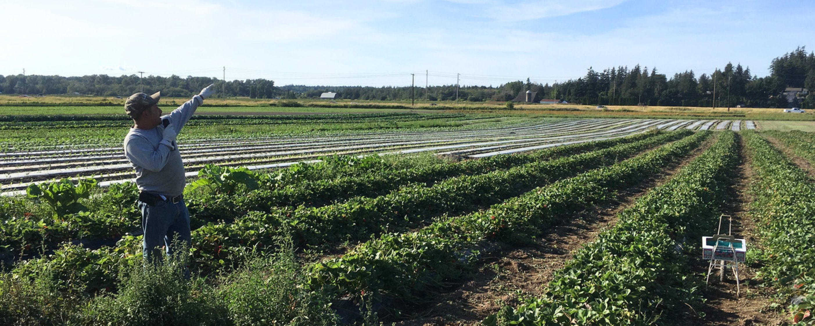 photo of farmer teaching in a field of crops