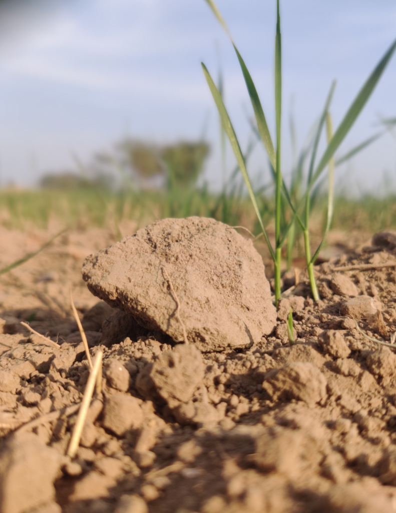 A shoot of grass pushes up through very dry, pale soil against the backdrop of a blue sky with clouds