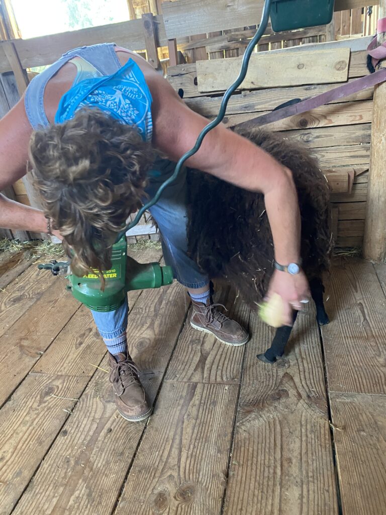 Roni brushes and uses a blower on the sheep's coat beforehand, to remove as much vegetative matter as possible. 