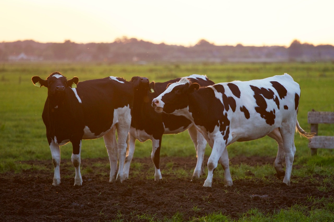 dairy cows on pasture