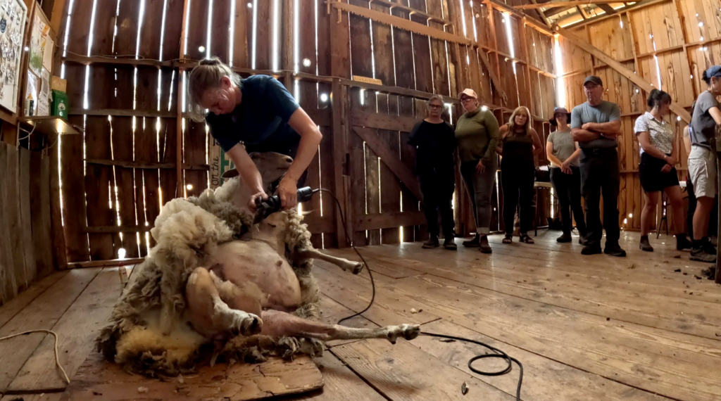 The sheep shearer clips the coat of the white sheep, who has been placed on his rump, while class participants watch in the shade of a large wood barn. 