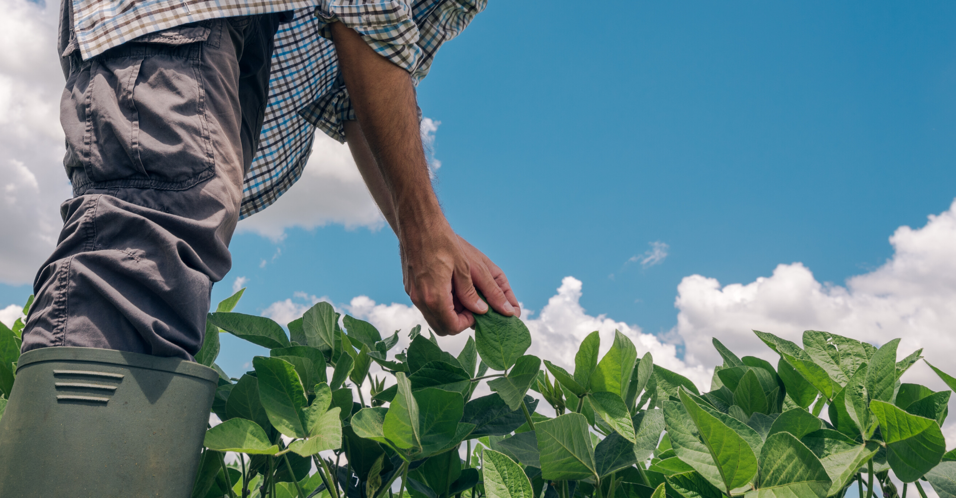Man standing in agricultural field