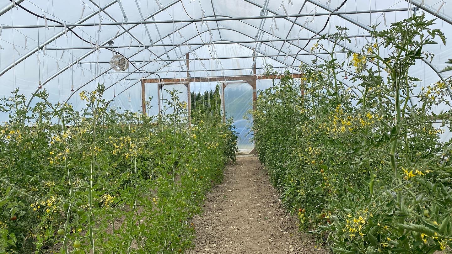 Picture inside a large hoop house with tomatoes growing