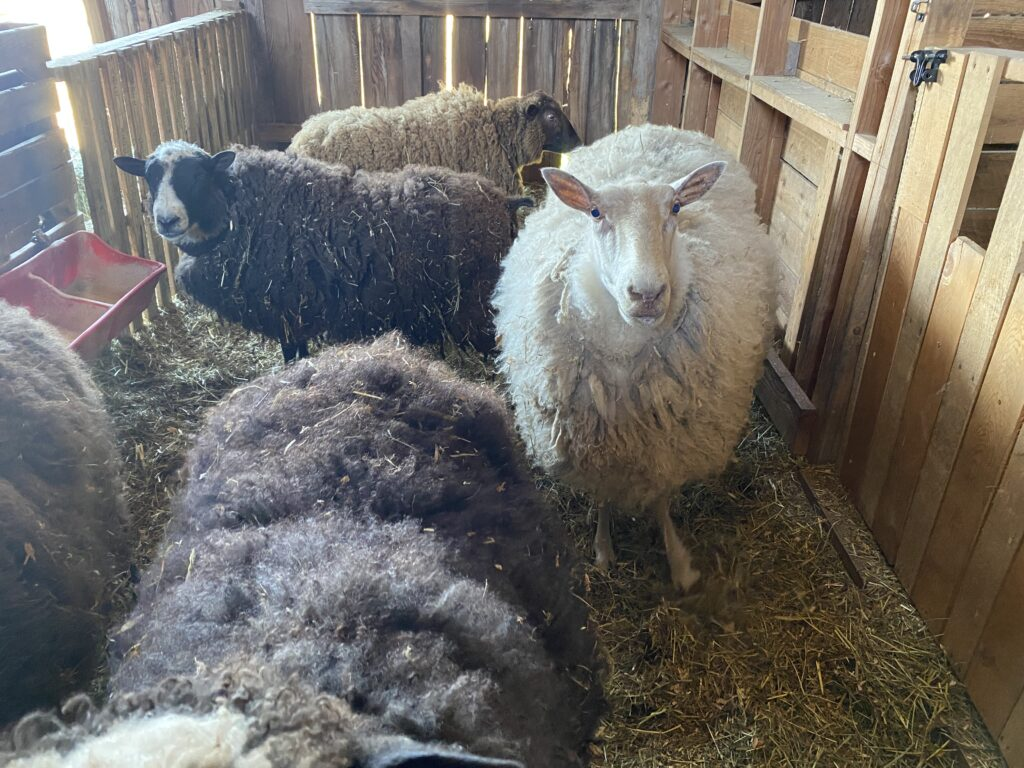Two black sheep and a white sheep look at the camera while waiting for their turn to be sheared. 