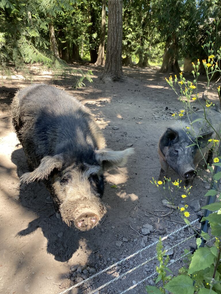 Two pigs stand in a forested paddock in the dirt, with a yellow flower blooming on the right hand frame of the photo