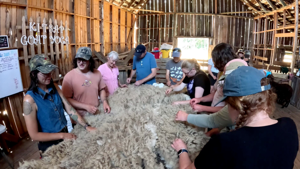 Several participants stand around the skirting table and skirt a large white fleece