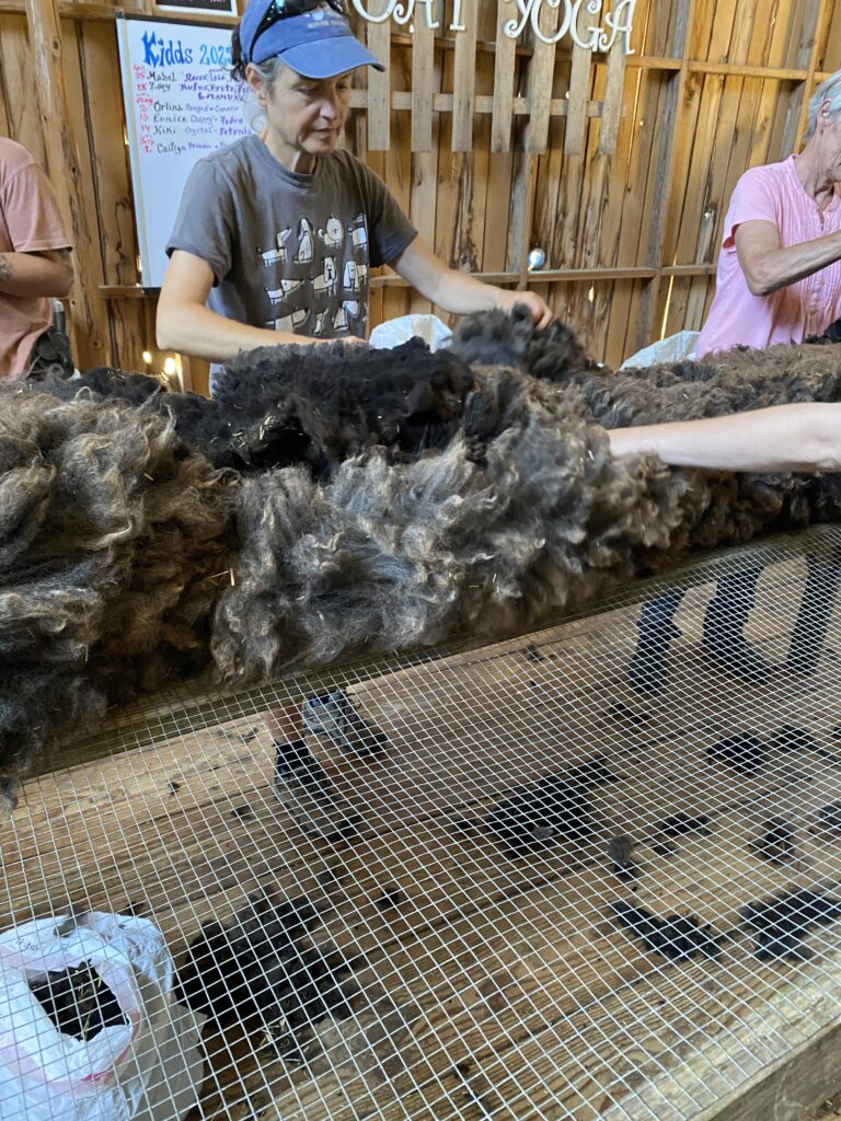 A participant wearing a grey shirt and blue ball cap helps unfold a large fleece from a black sheep