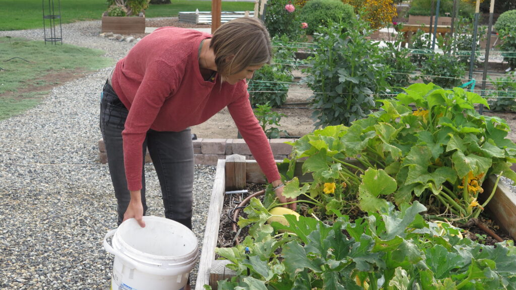 Person removing squash bugs from plants