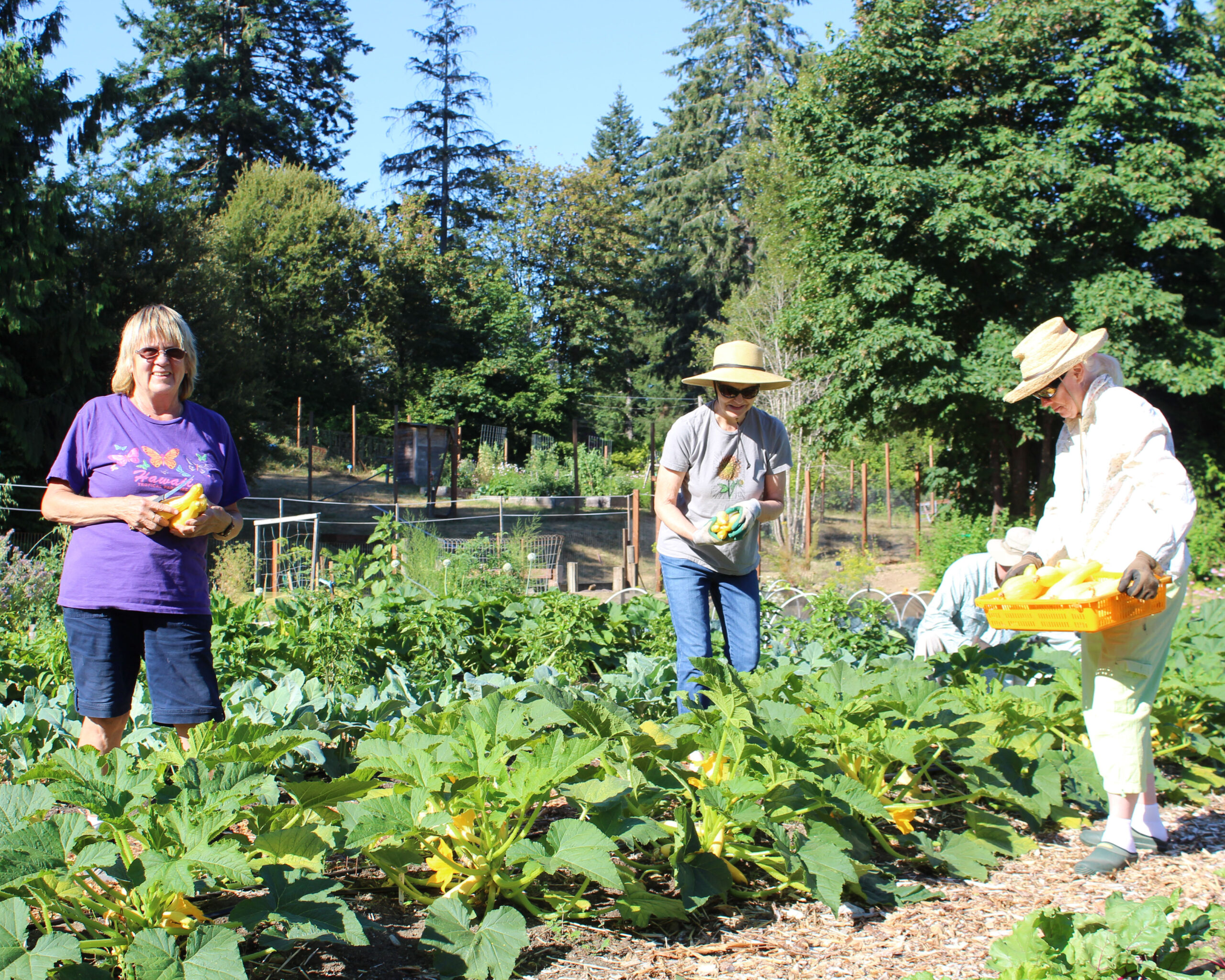 People harvesting a fall crop