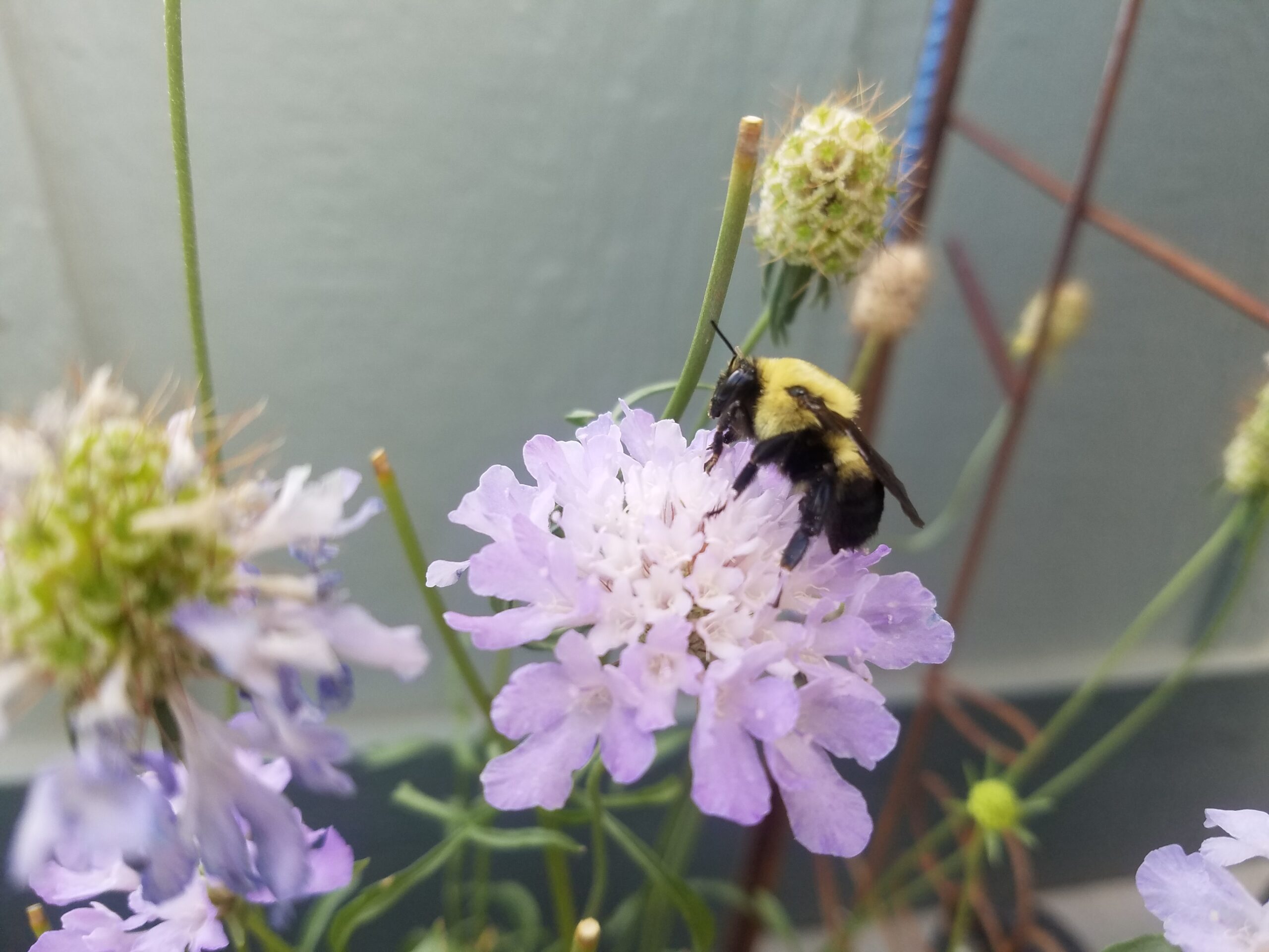 Bumblebee on scabiosa