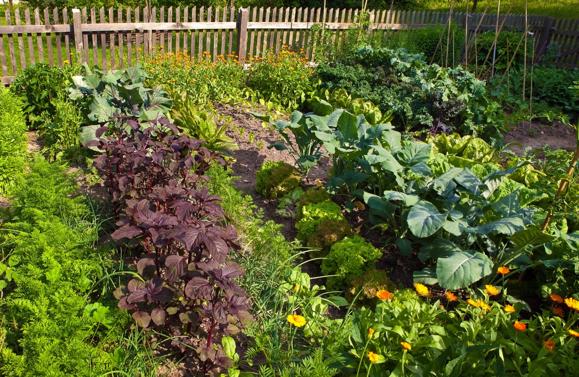 Vegetable garden