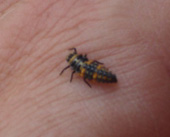 Beneficial Ladybug Larvae Photo by Jason Miller