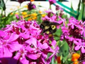 Bumblebee Photo by Jason Miller