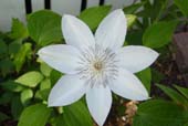 Clematis 'Henryii' Photo by Jason Miller