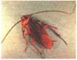 Cockroaches | Skagit County | Washington State University