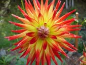 Dahlia 'Johnson' Photo by Jason Miller