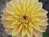 Dahlia 'Sundown' Photo by Jason Miller