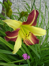 Daylily 'Lord Jeff' Photo by Jason Miller