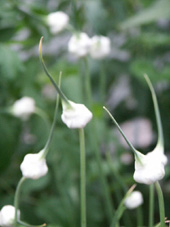 Garlic Seed Heads Photo by Jason Miller