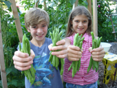 Green beans 'Blue Lake' Photo by Jason Miller
