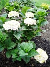 Hydrangea Photo by Jason Miller