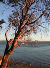 Madrona Tree Photo by Pascale Michel