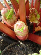 Rhubarb Photo by Jason Miller