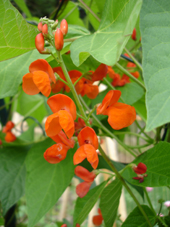 Scarlet Runner bean blossoms Photo by Jason Miller