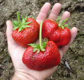 Strawberry 'Matrix' Photo by Jason Miller