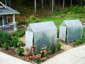 Tomato Hothouses Photo by Jason Miller