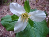 Trillium ovatum Photo by Jason Miller
