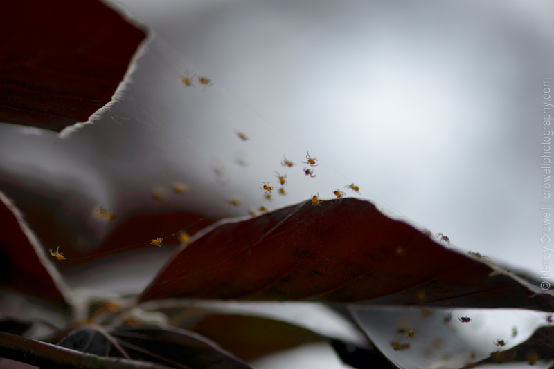 Spiders