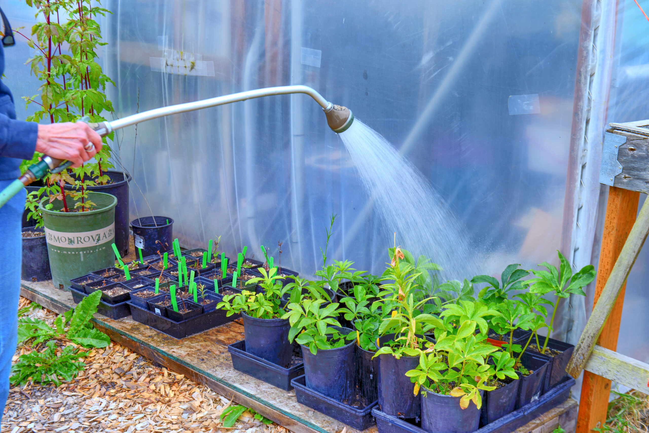 Watering plants