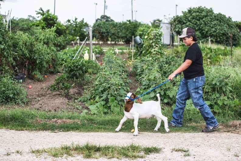 A boy strolls with a goat on a community garden path, flanked by lush vegetables growing and bright sunlight.