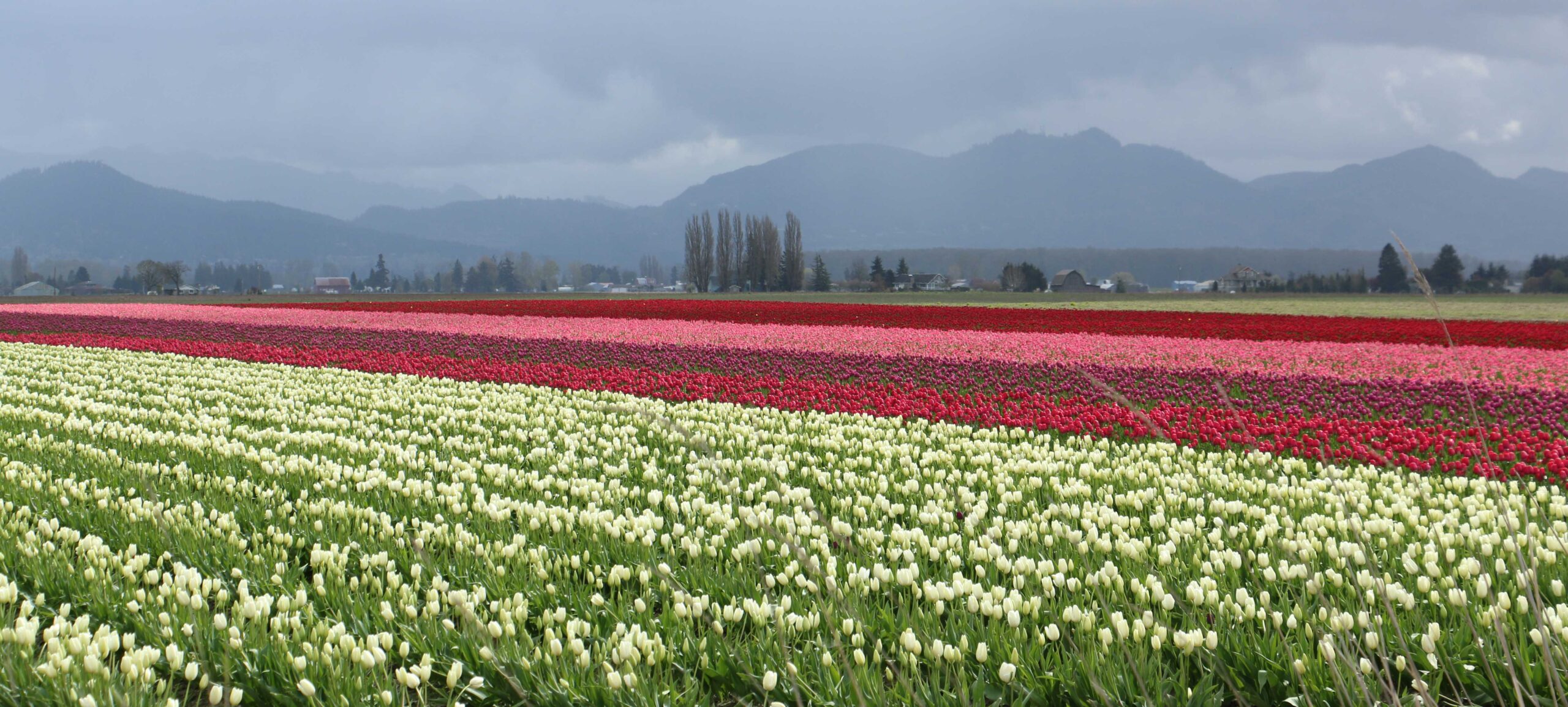 Skagit Valley Spring Tulip Field